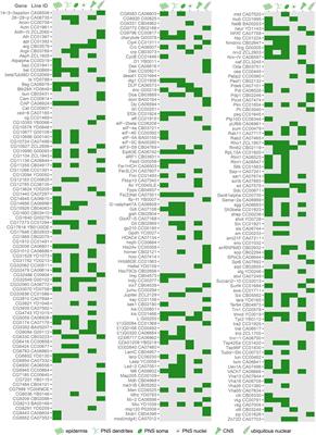 The Immunoglobulin Superfamily Member Basigin Is Required for Complex Dendrite Formation in Drosophila